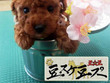 豆スケ豆プー 豆スケ豆プー